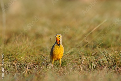 ORANGE THROATED LONGCLAW (aka Cape Longclaw) 
