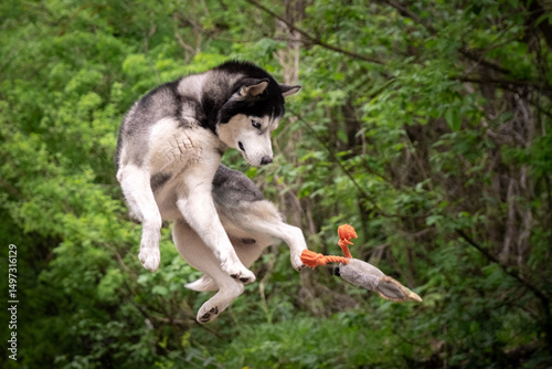 The dog catches the toy right in the air. A Siberian husky hunts a duck. Power Jump