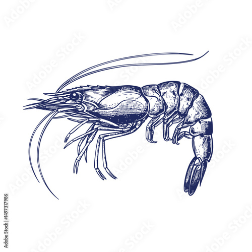 Hand drawn illustration of a prawn- Vector, JEPG, PNG
