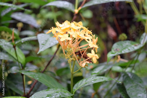 Photography Bright Yellow Ixora Flowers in Kuala Lumpur Butterfly Park