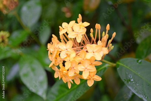 Photography Bright Yellow Ixora Flowers in Kuala Lumpur Butterfly Park