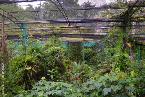 Photography Greenery and Exotic Plants in Kuala Lumpur Butterfly Park, Malaysia