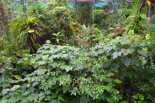Photography Greenery and Exotic Plants in Kuala Lumpur Butterfly Park, Malaysia