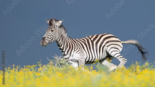Obraz zebra in the field