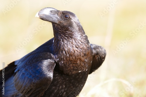 WHITE-NECKED RAVEN (Corvus albicollis)  