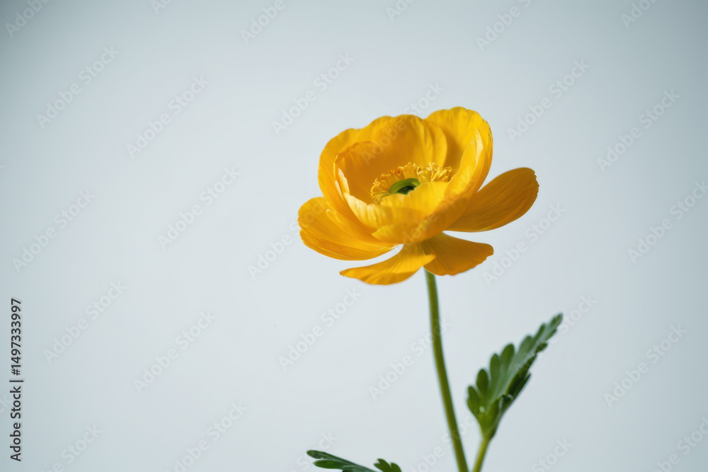 Fototapeta premium A bright yellow flower sits alone in a decorative vase on a wooden table