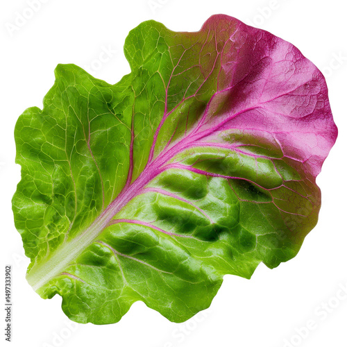 Vibrant leaf with rich colors and textures isolated against a transparent background..