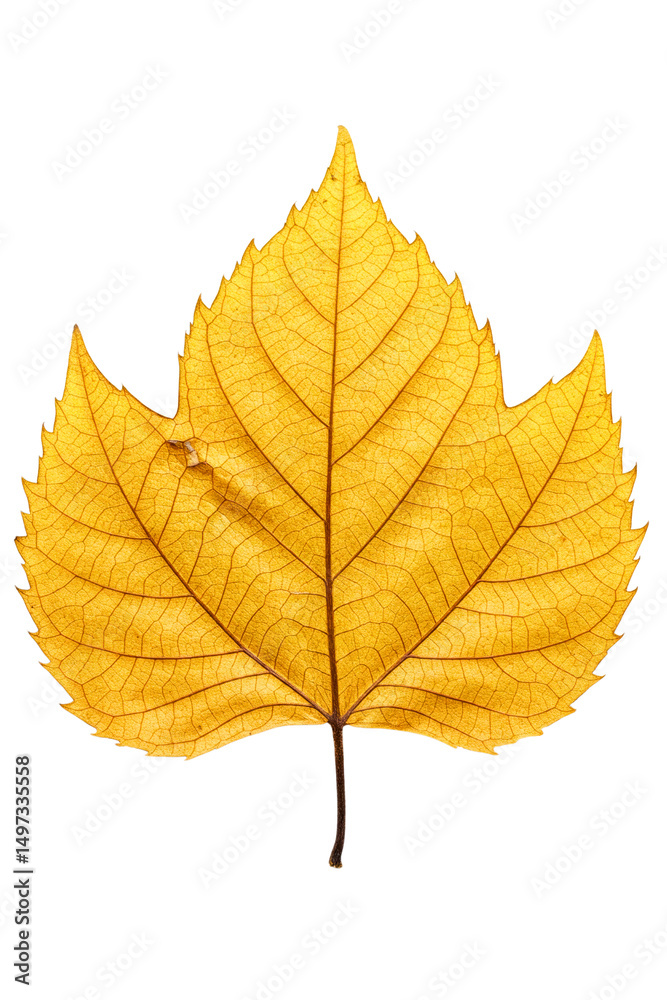 Fototapeta premium Golden yellow autumn leaf with intricate veins isolated on a transparent background