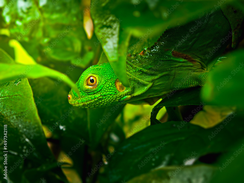 Fototapeta premium Iguana resting on branches