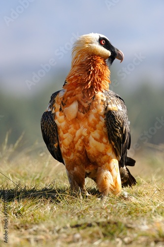 BEARDED VULTURE (Gypaetus barbatus) largest of the old world vultures with a wingspan up to 9 feet. 