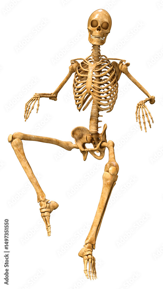 3D Rendering Human Skeleton on White 3D Rendering Human Skeleton on White