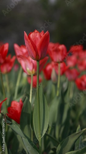 A Field Of Vibrant Red Tulips Sways Gently In The Spring Breeze. Beautiful Floral Scene With Soft Focus. Vertical