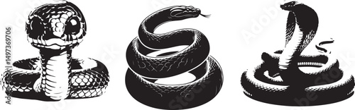 Black and white mask on an isolated wild snake