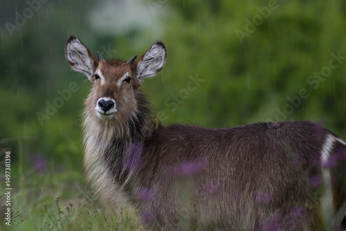 Fotografía An adult female waterbuck stands in the rain with green trees in the background,