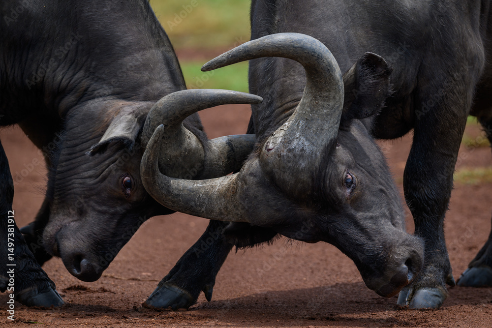 Obraz premium Closeup of two cape baffalo in a tussle