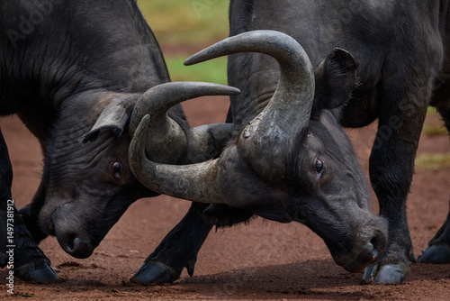 Closeup of two cape baffalo in a tussle