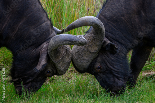 Closeup of two cape baffalo in a tussle