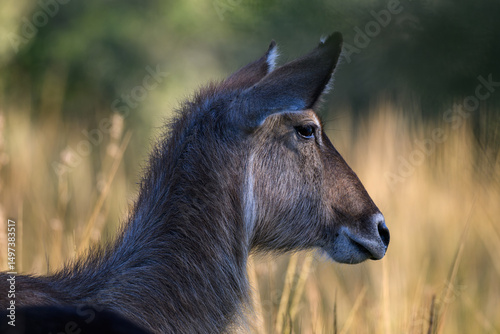 Closeup of a female waterbuck in profile, Pilanesberg National Park, South Africa photo