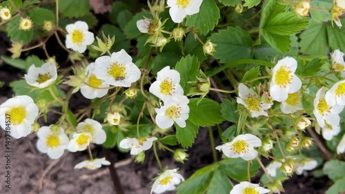 bush of garden strawberry remontant blooming with white flowers on a bed on a farm in spring as a concept of growing environmentally friendly berries on your own