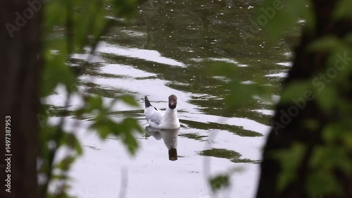A Black-Headed Gull (Chroicocephalus Ridibundus) Floats Peacefully On A Pond, Its Reflection Clearly Visible On The Water Surface. View Through Tree Branches.