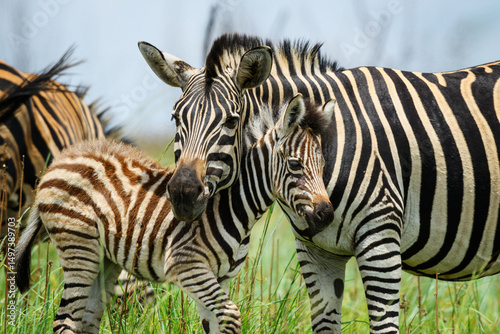 A female zebra with her foal