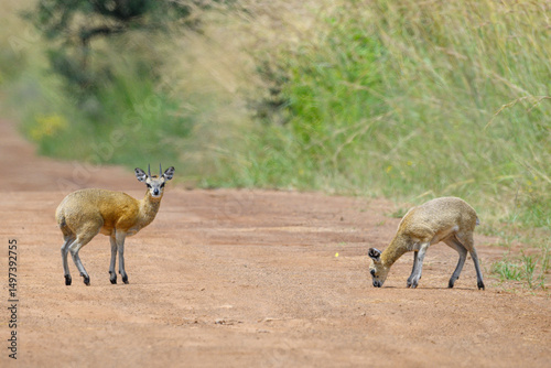 A male and a female klipsringer on a road in the Pilanesberg National Park