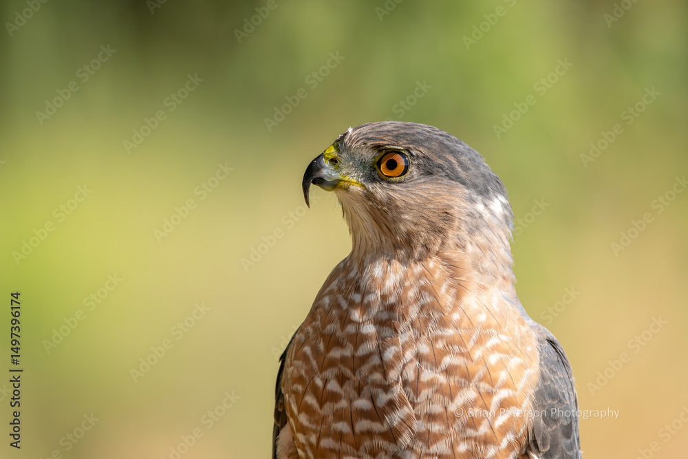 Cooper's hawk super detailed closeup portrait Cooper's hawk super detailed closeup portrait