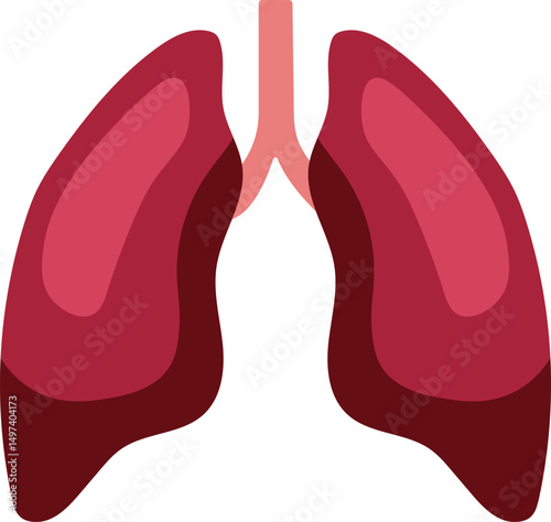 Simplified Human Lungs Anatomy Illustration