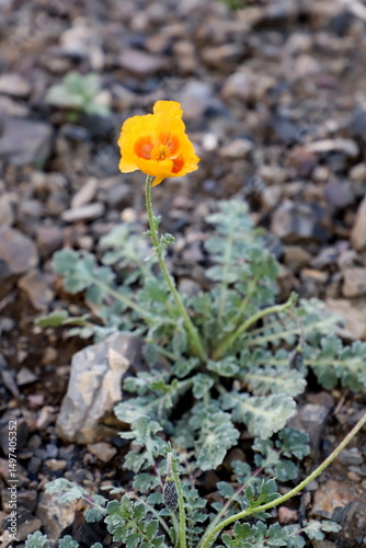 wild yellow poppy flower on the ground