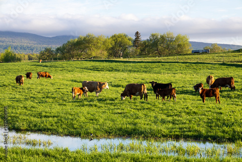 Red Hereford cows and calves grazing in field with ponds from heavy rains during a sunny morning in a rural sector of Quebec City, Quebec, Canada
