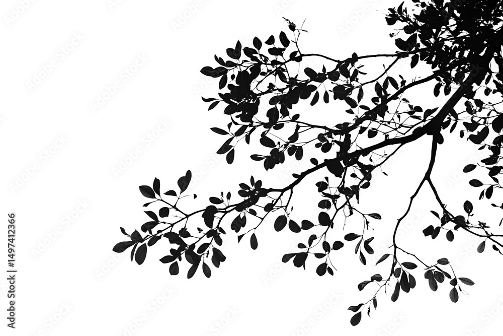 Naklejka premium Elegant branch silhouette isolated on a white background png