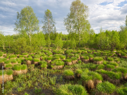 Landscape. Green bogland with bumps in spring. Spring wetland filled with green grass bumps, creating bumps landscape. The wet, earthy terrain is covered with lush, damp vegetation. Marsh ecosystem.