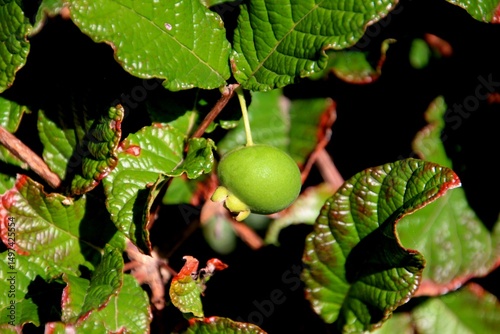 planta fruta gabiroba - Campomanesia guaviroba 