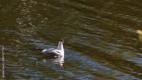 A Black-Headed Gull Swims Peacefully On A Lake, Its Reflection Visible On The Water. View Framed By Out-Of-Focus Tree Foliage In The Foreground. Serene Wildlife.