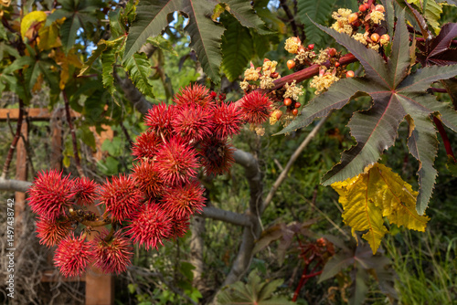 Closeup of red spiny fruit of castor oil plant (Ricinus communis), known for its toxic ricin compound. Mediterranean flora. Antalya, Turkey, April