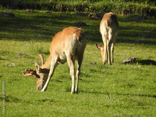 Fototapeta Naklejka Na Ścianę i Meble -  Młode jelonki
