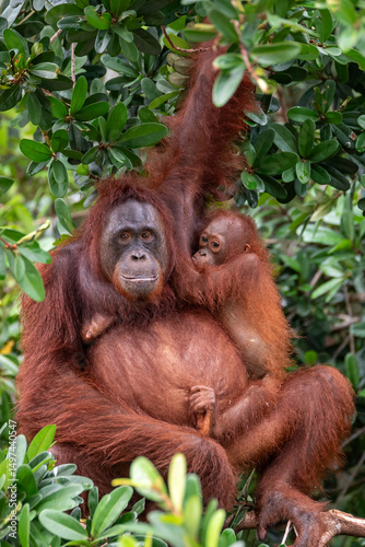Orang Utan Mother with Child