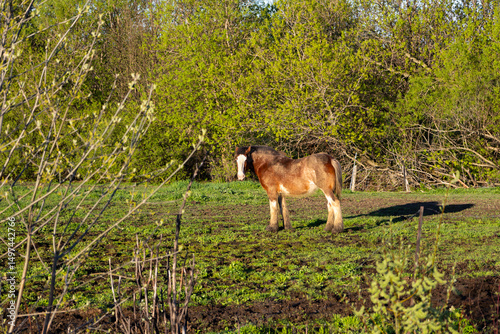 Selective focus portrait of tall handsome chestnut Clydesdale horse with white face seen standing in field staring in a rural sector of Quebec City, Quebec, Canada