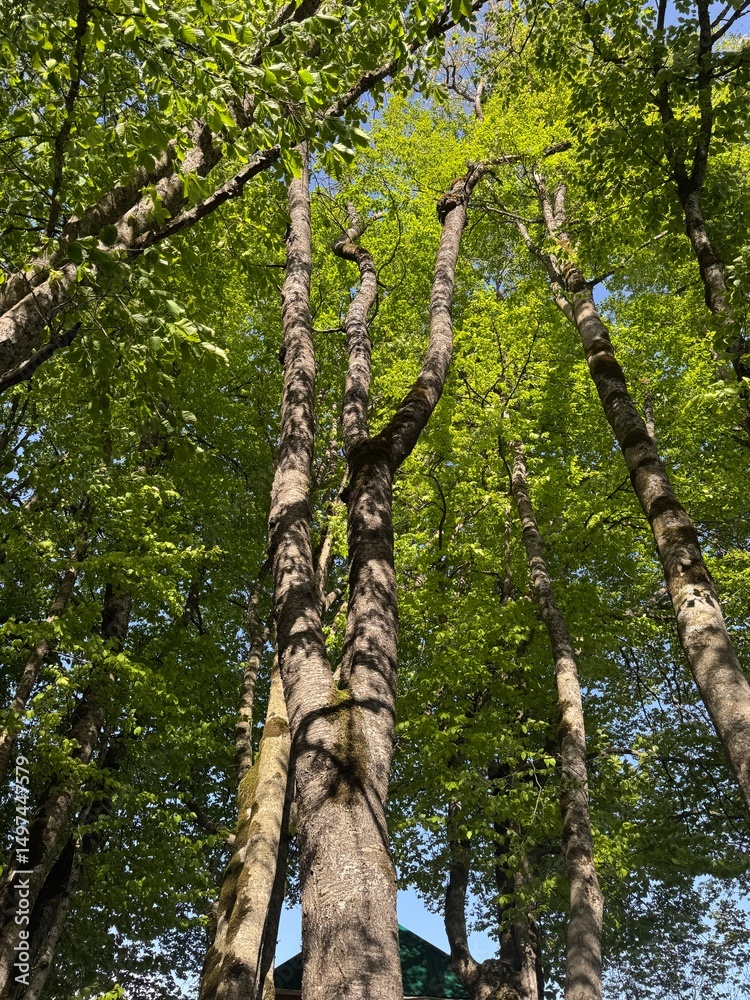 Fototapeta premium trees