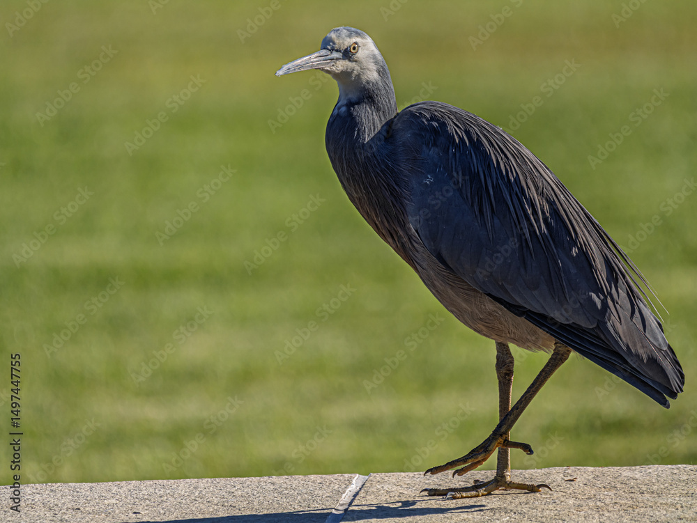 Fototapeta premium White Faced Gray Heron Side On