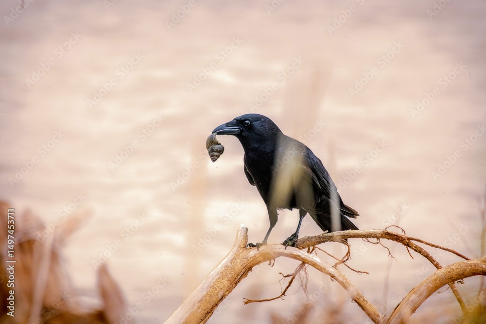 Fototapeta premium A crow with a snail on a branch.