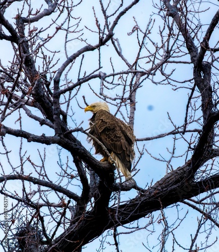 Majestic bald eagle perched on tree