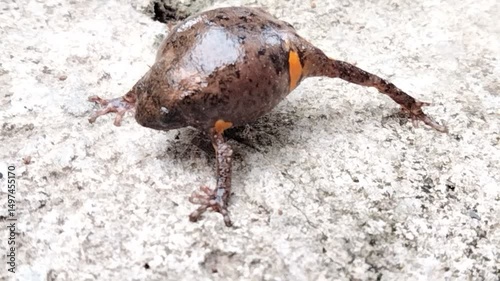 Pseudophryne is a type of frog. It belongs to the family Myobatrachidae, which includes small species of frogs. These are types of amphibian that are small and live on land. They are also called 'toad