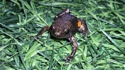 Pseudophryne is a type of frog. It belongs to the family Myobatrachidae, which includes small species of frogs. These are types of amphibian that are small and live on land. They are also called 'toad