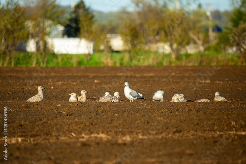 Selective focus view of seagull standing among other birds resting in plowed field in a rural sector of Quebec City, Quebec, Canada