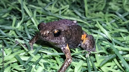 The genus Pseudophryne is a type of frog. It is a member of the family Myobatrachidae, which includes small species of anurans. All of these types of amphibians are small and live on land