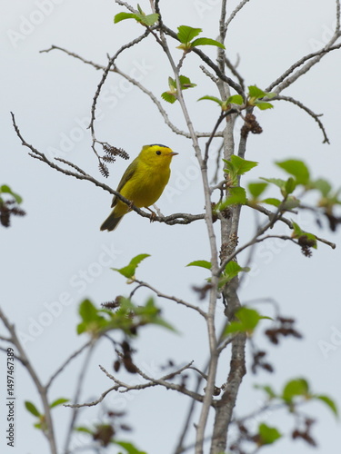 Wilson's Warbler, male sitting in alder tree, sideview, light blue sky background.