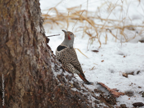 A Northern Flicker ( Colaptes auratus ) sitting on the base of a large spruce tree, in winter, looking alert.