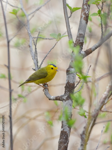 Wilson's Warbler,( Cardellina pussilla ) male sitting in Alder tree near nesting place.