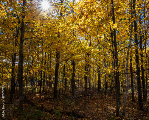 Beautiful Autumn scenery along Spencer Gorge hiking trail in Hamilton Dundas Peak, Ontario, Canada